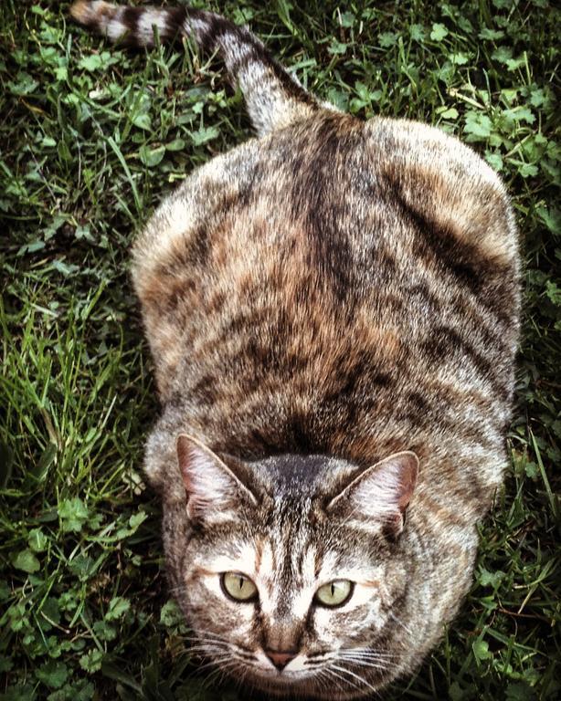 Вілла Ca' Dei Gatti Тосколано-Мадерно Екстер'єр фото